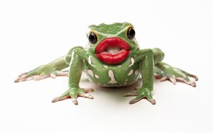 Frog Transparent Frog Transparent