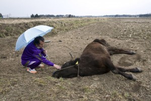 dying cow