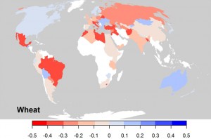 climate change and wheat