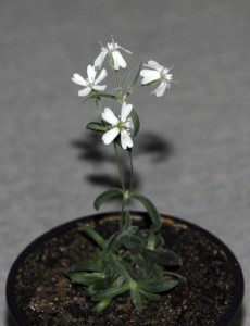 Russia Ice Age Flower.JPEG-0f52c