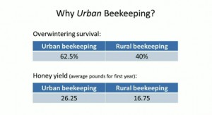 bees urban